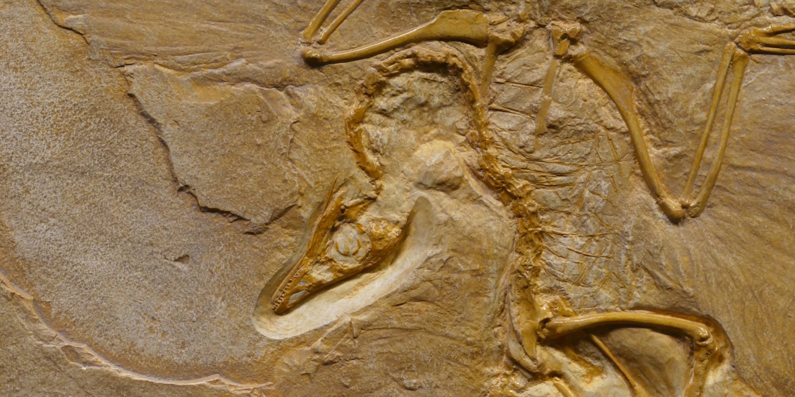 I Dinosauri E Il Mestiere Del Paleontologo Cascina Cotica 